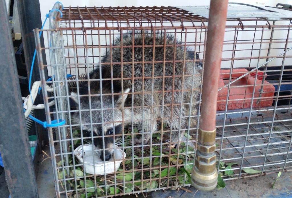 Prevent Raccoon Infestation