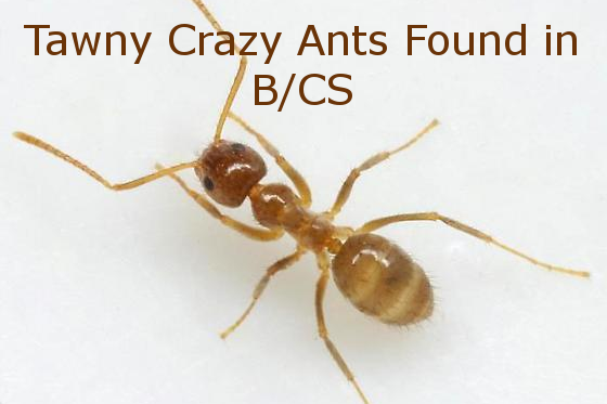 Get Rid of Rasberry Crazy Ants: Tawny Crazy Ant Control