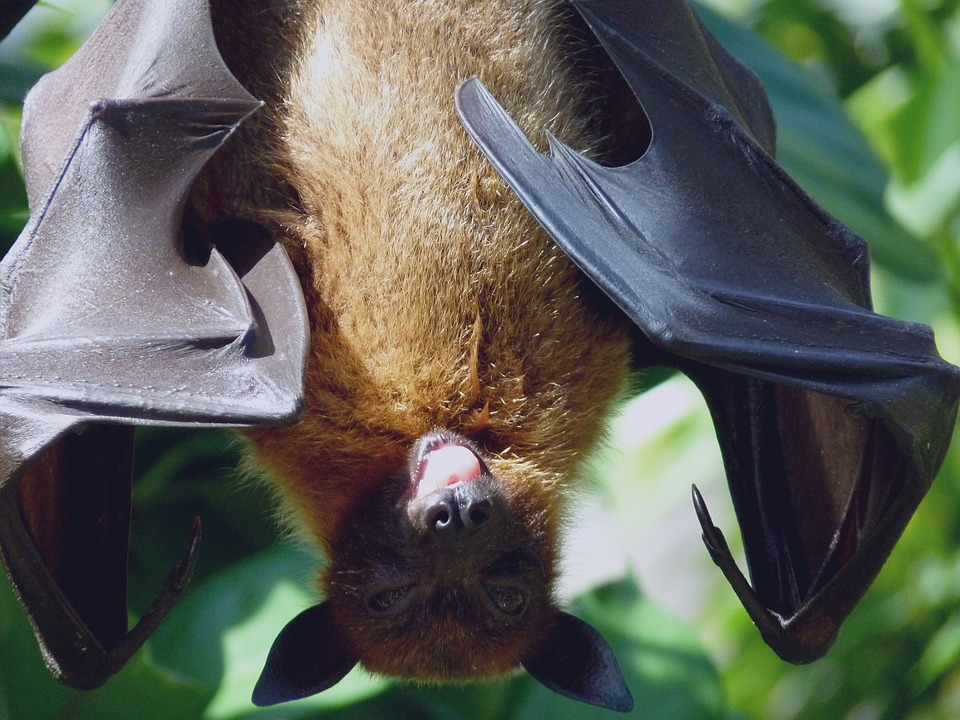Bat Exclusion Services in Bryan/College Station