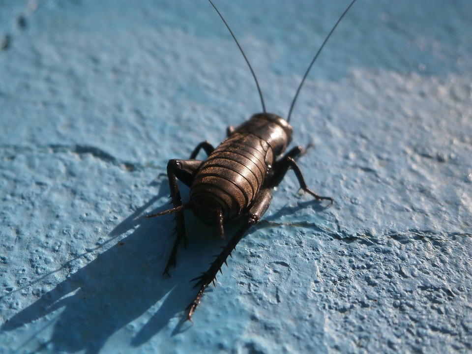 Crickets: What to do When Insect Populations Get Out of Control