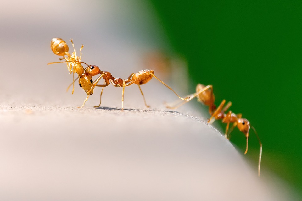 How to Get Rid of Rover Ants