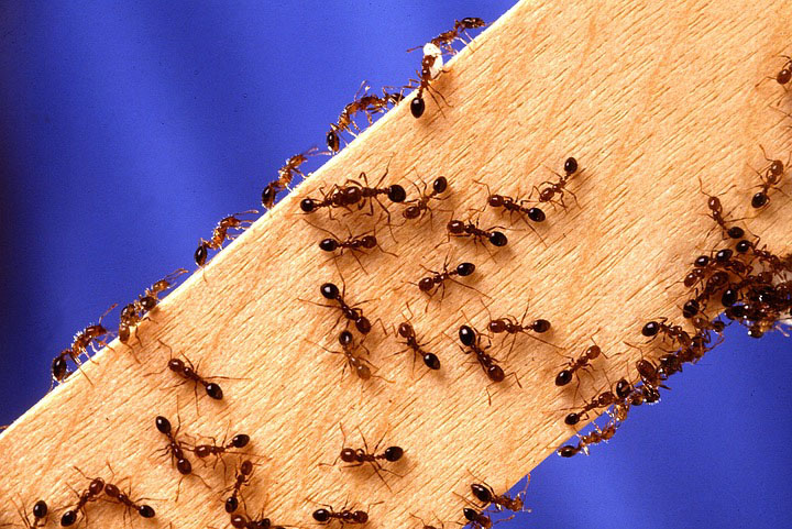 How to Get Rid of Fire Ants