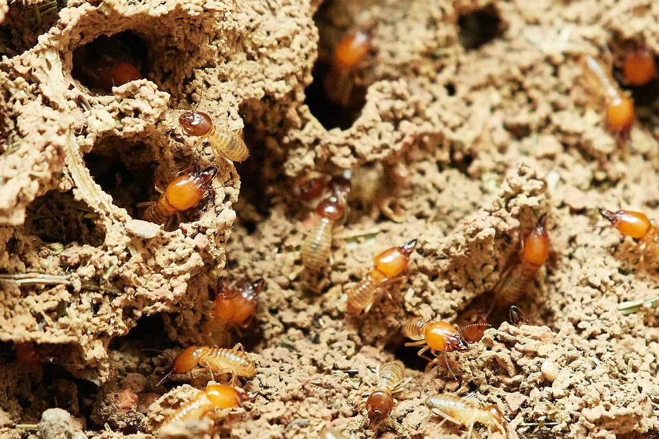 carpenter ants vs. termites