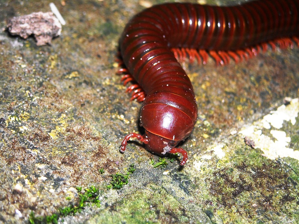Millipedes: What to do When Insect Populations Get Out of Control