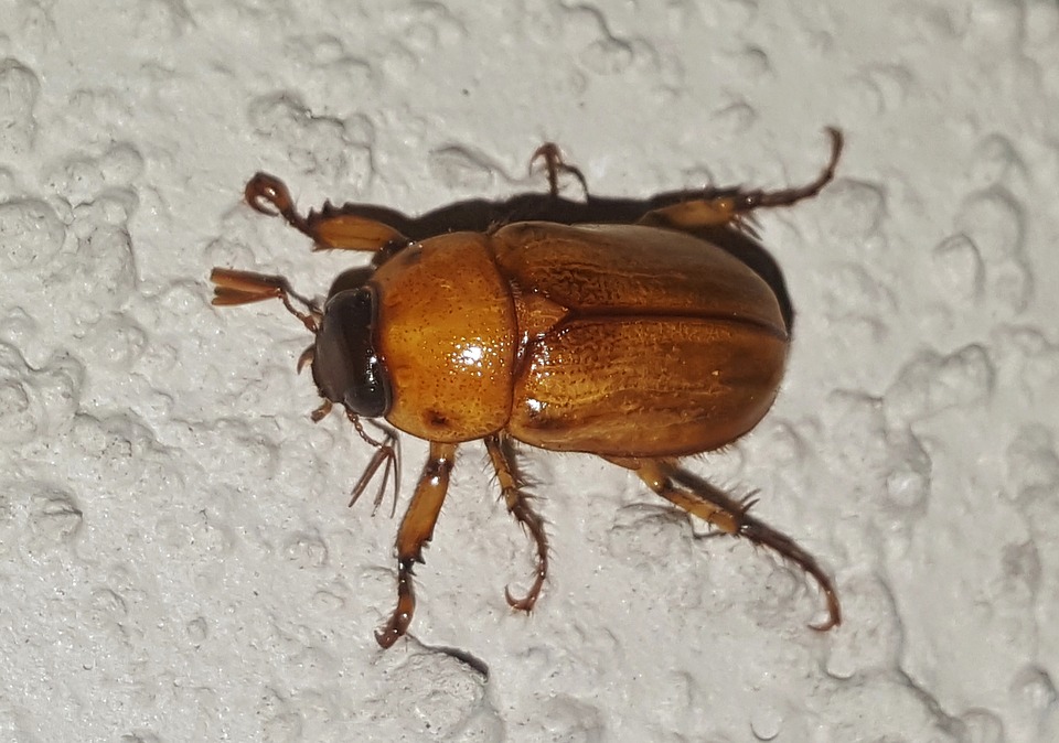 June Beetles: What to do When Insect Populations Get Out of Control