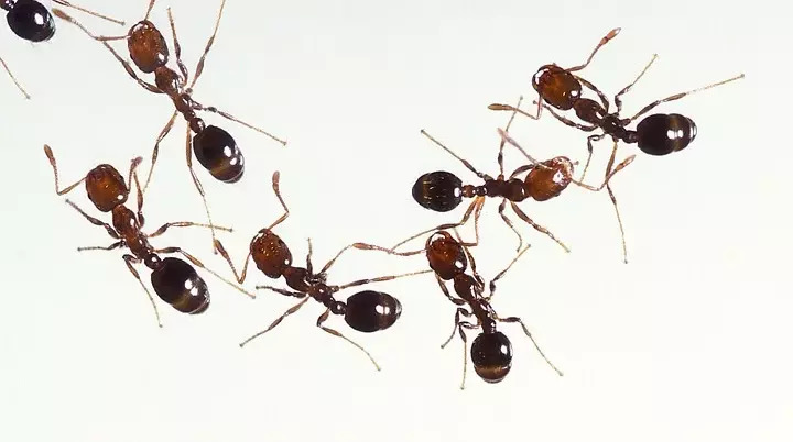 fall lawn care tips - fire ants