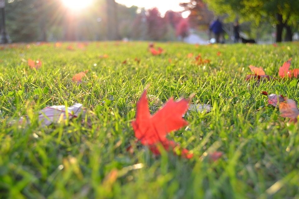 fall lawn care tips