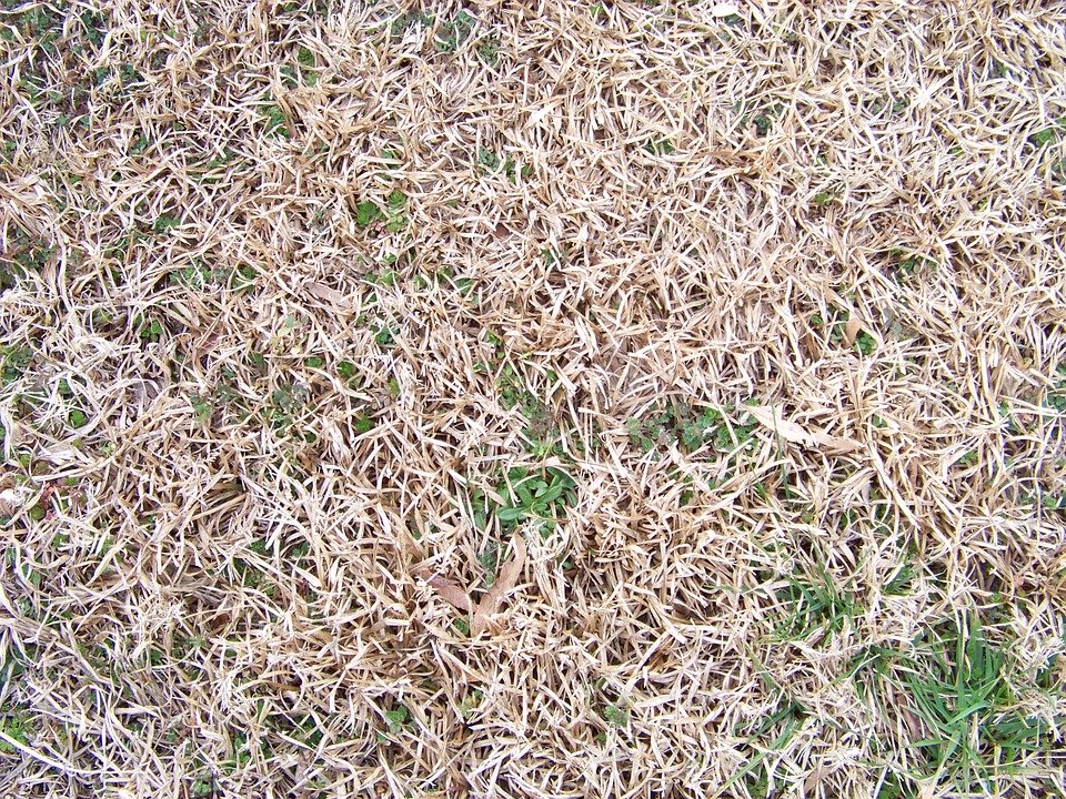 fall lawn care tips - brown patch