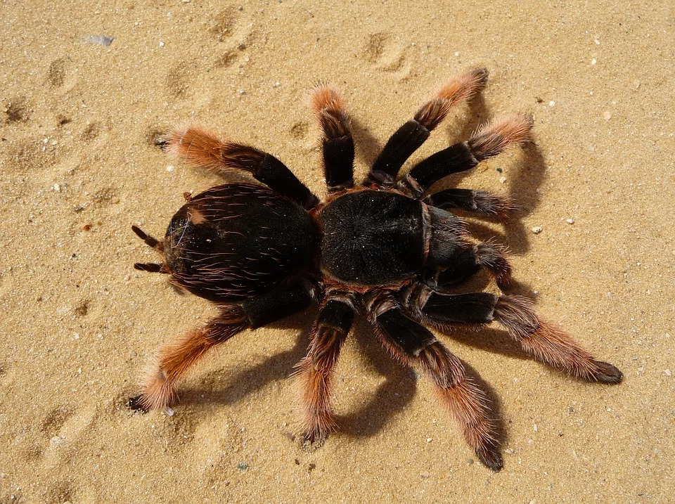 Black Widow Spiders - San Antonio, College Station Pest Control