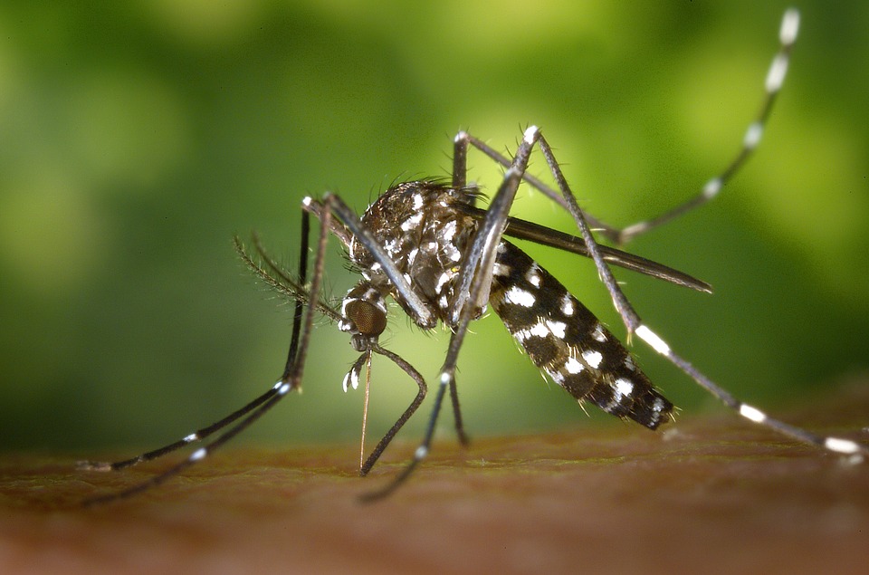 mosquitoes in bryan/college station