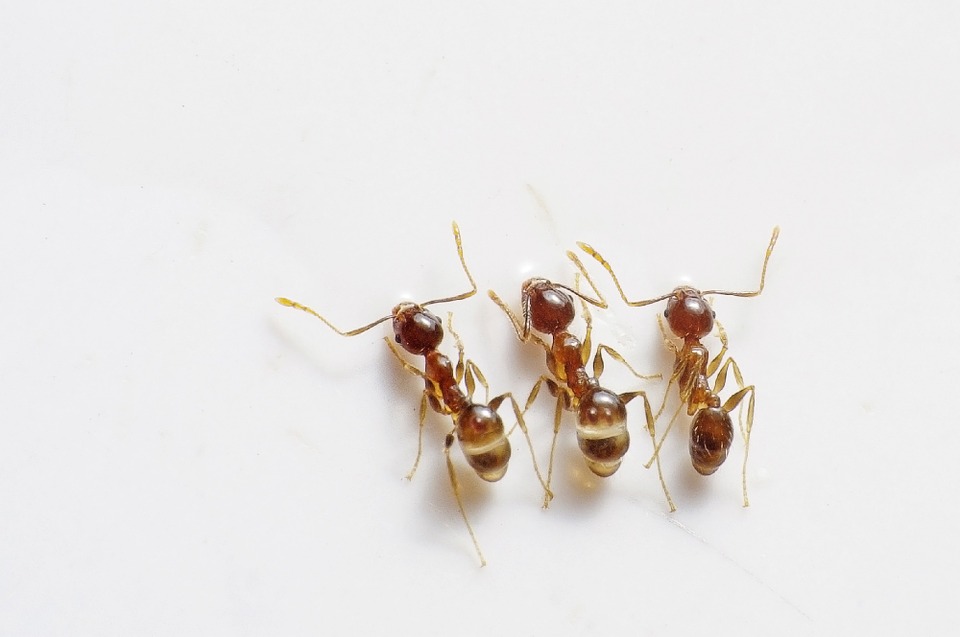 How to get rid of ghost ants in the kitchen How To Get Rid Of Ghost Ants City Pest Control Blog