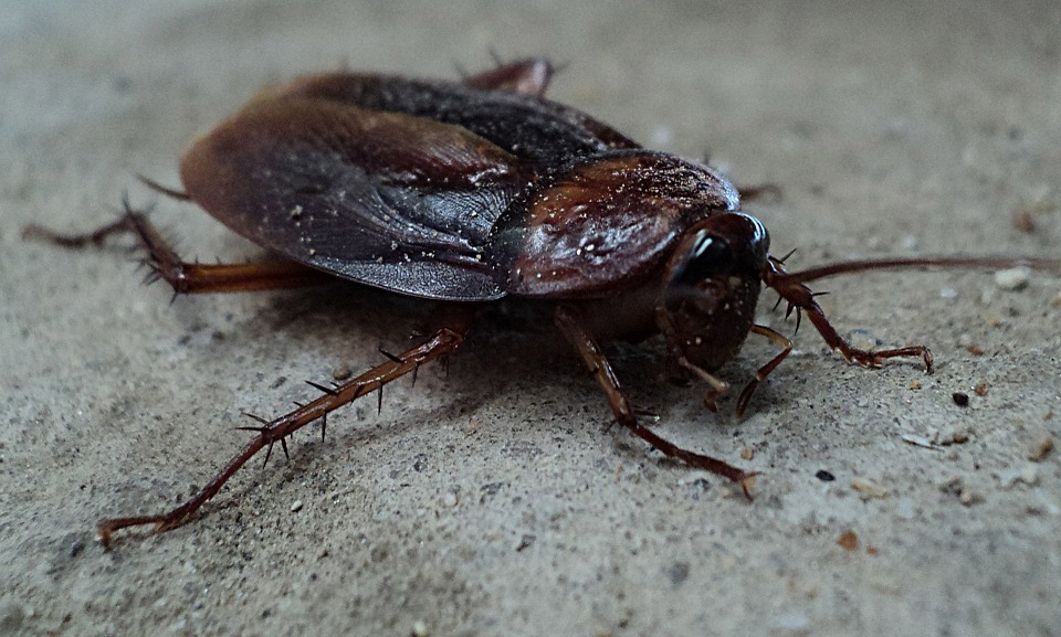 cockroach pest control - American cockroach