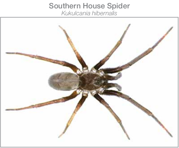 common spiders in Bryan/College Station - crevice weavers