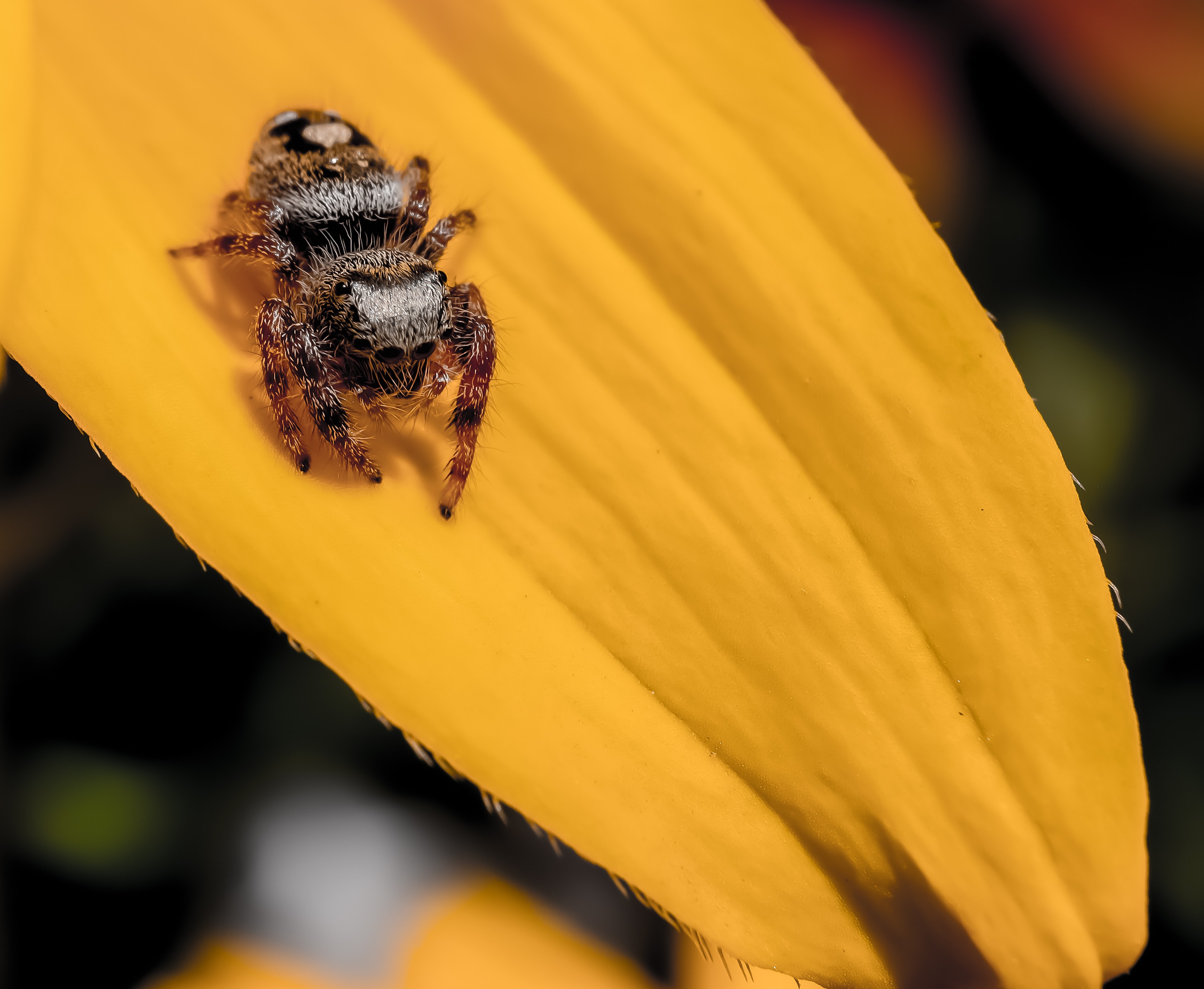 poisonous spiders black and yellow