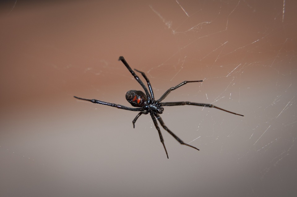 creepy crawlers of Halloween: spiders