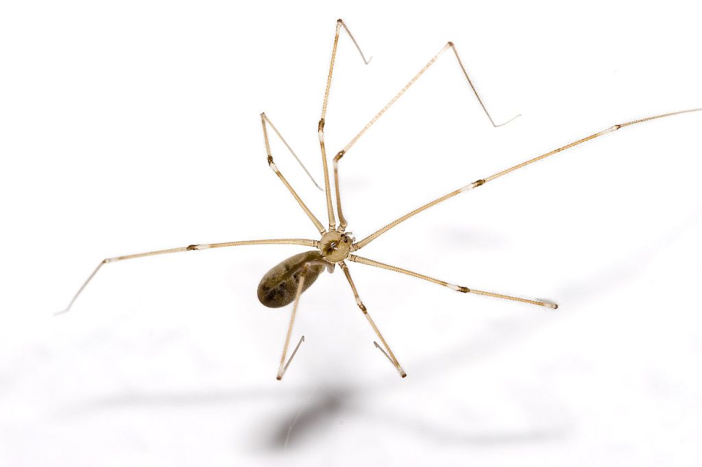 common spiders in Bryan/College Station - cellar spider