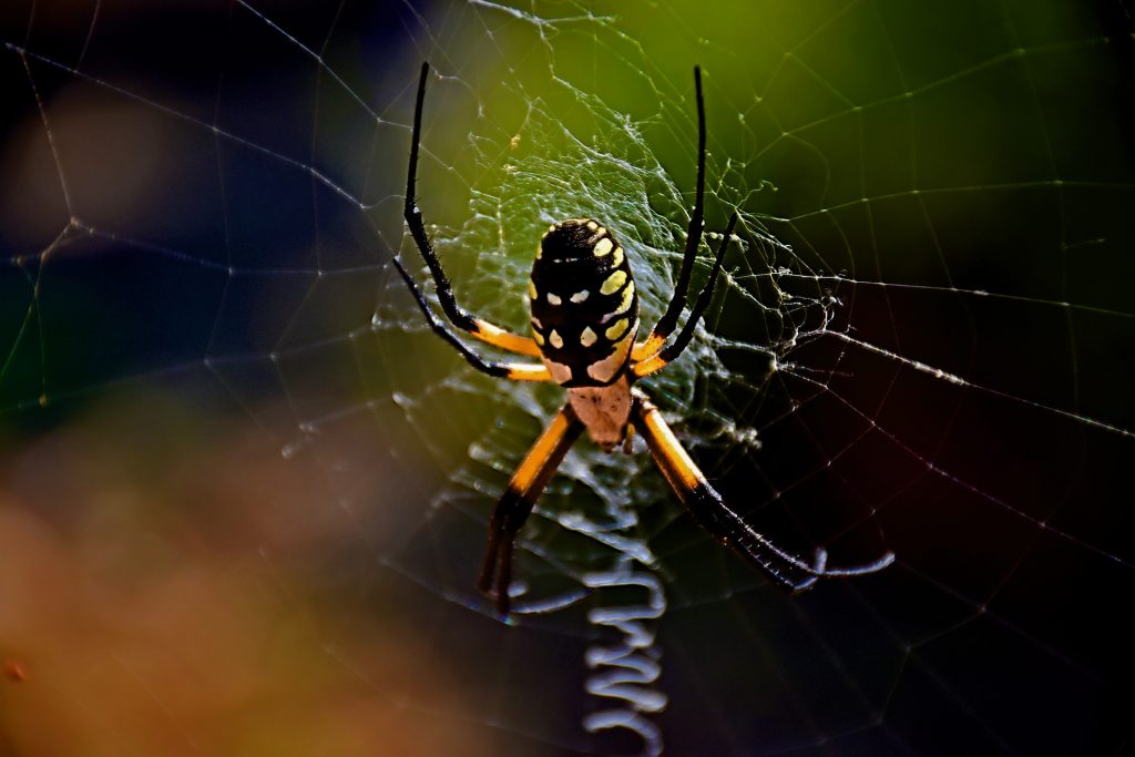 common spiders in Bryan/College Station - garden spider