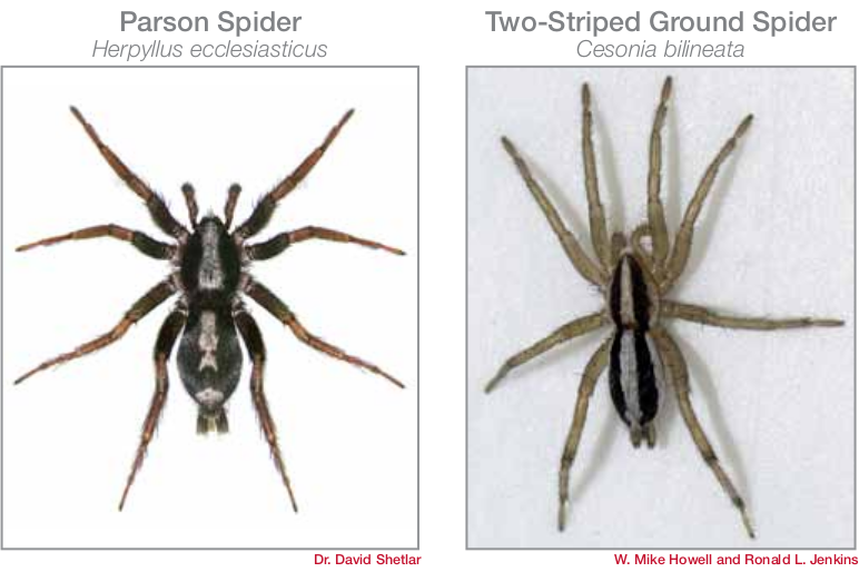 Blog - Why Even Non-Venomous Texas Spiders Can Be Dangerous Pests