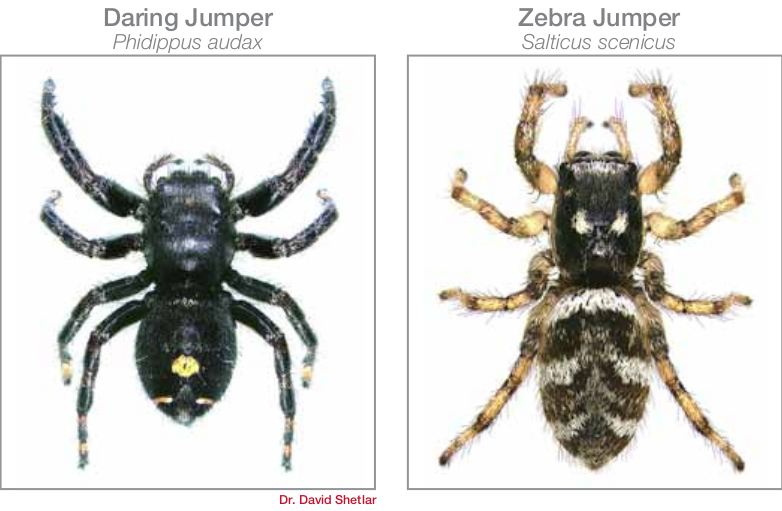 common spiders in Bryan/College Station - jumping spiders