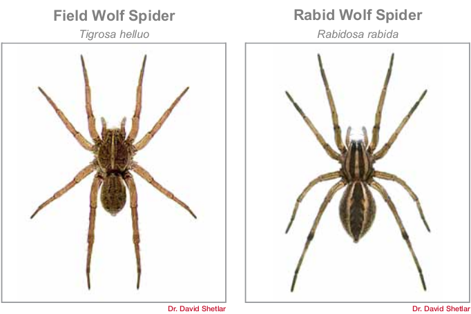 What are the most common house spiders found in Texas - Natran Green Pest  Control