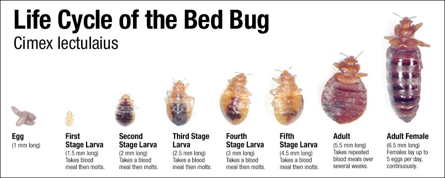 Where do bed bugs come from?