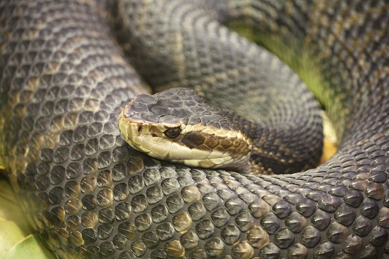 common snakes in Brazos County - water moccasins