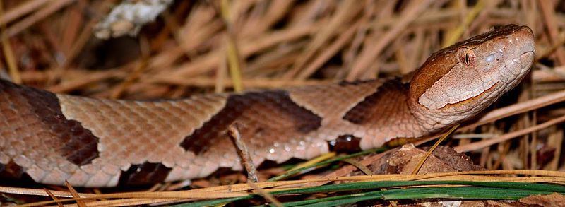 common snakes in Brazos County - copperheads