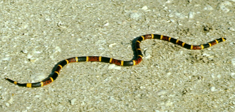 common snakes in Brazos County - coral snakes