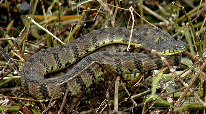 common snakes in Brazos County - diamond water snakes