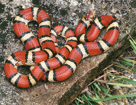 common snakes in Brazos County - milksnakes