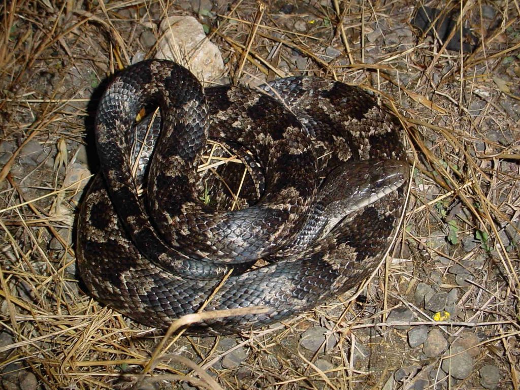 common snakes in Brazos County - texas rat snakes