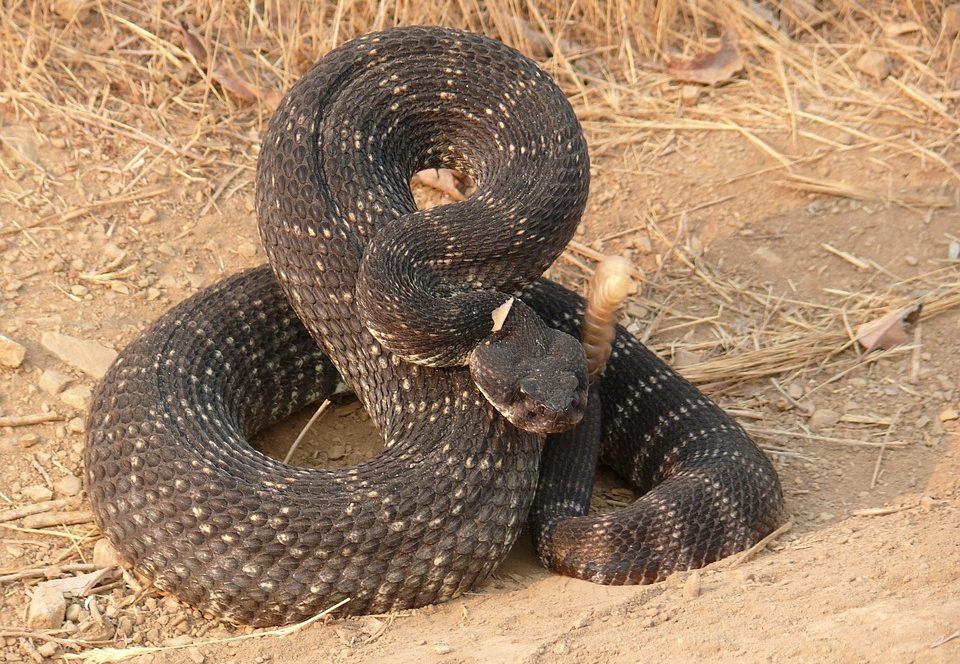 common snakes in Brazos County