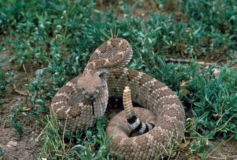 common snakes in Brazos County - rattlesnakes