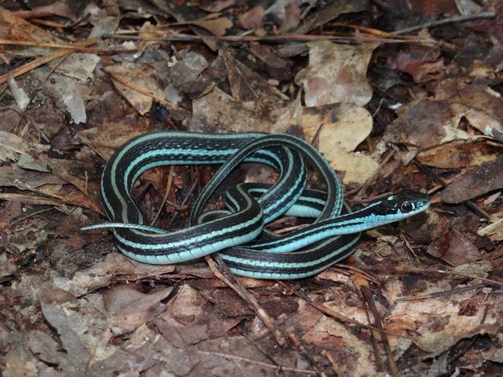 common snakes in Brazos County - western ribbonsnakes