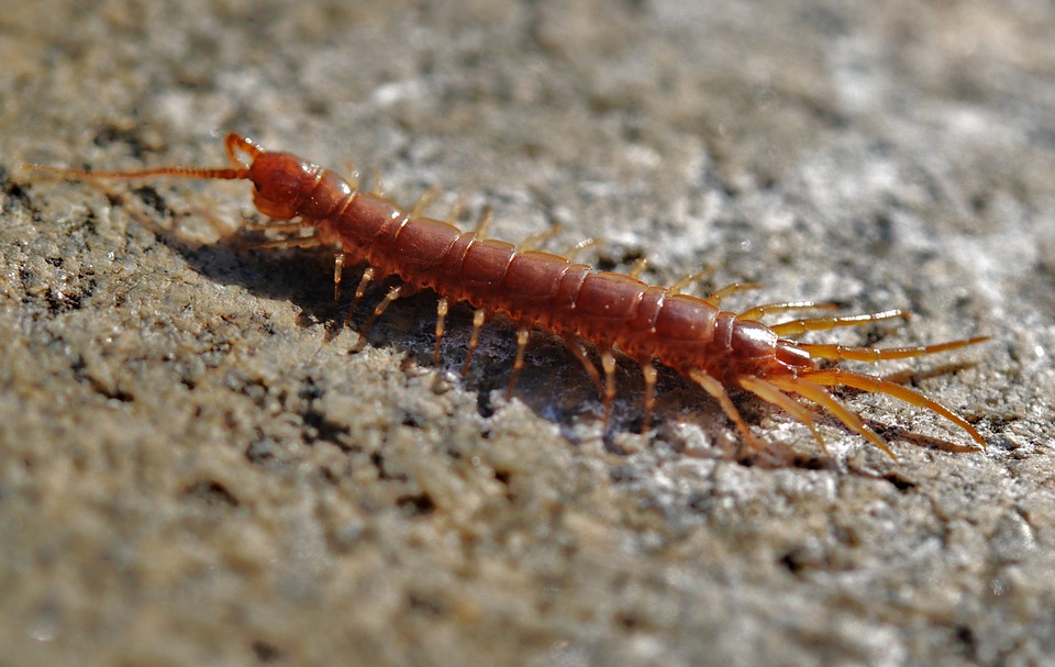 creepy crawlers of Halloween: centipedes