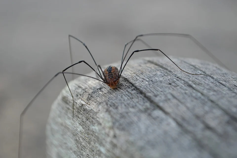 creepy crawlers of Halloween: daddy longlegs