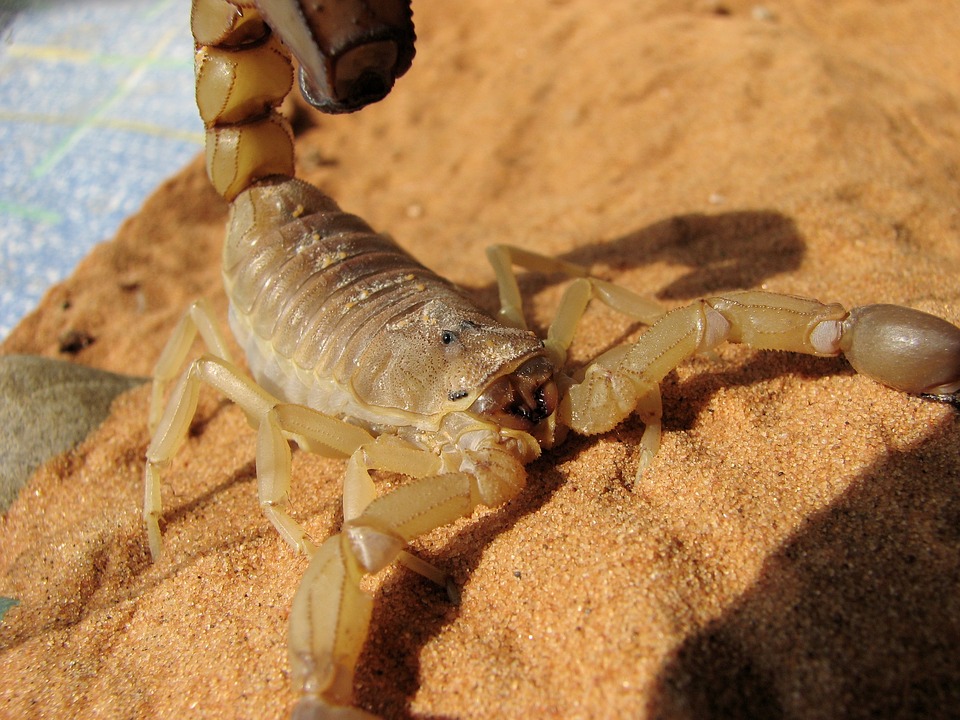 creepy crawlers of Halloween: scorpions