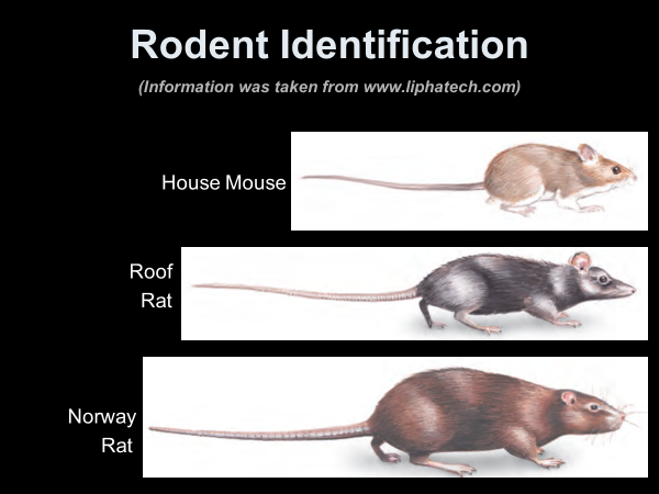 Rodent Infestations - Rodent Identification