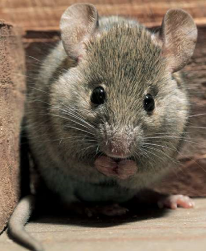 Rodent Infestations - House Mouse