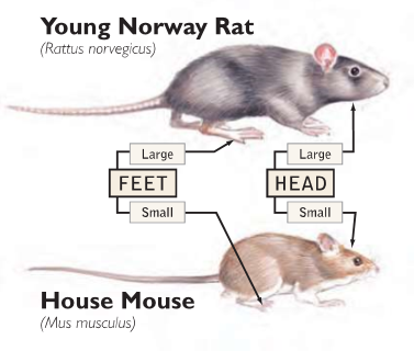 Rodent Infestations - Young Norway Rat vs. House Mouse