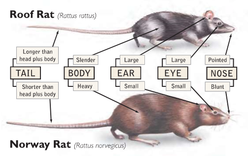 Rodent Infestations - Roof Rat vs. Norway Rat