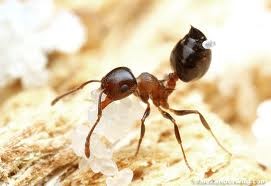 Acrobat Ants vs. Carpenter Ants - Acrobat Ant