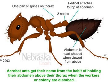 Acrobat Ants vs. Carpenter Ants - Acrobat Ant labeled