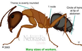 Acrobat Ants vs. Carpenter Ants - Carpenter Ant Worker labeled