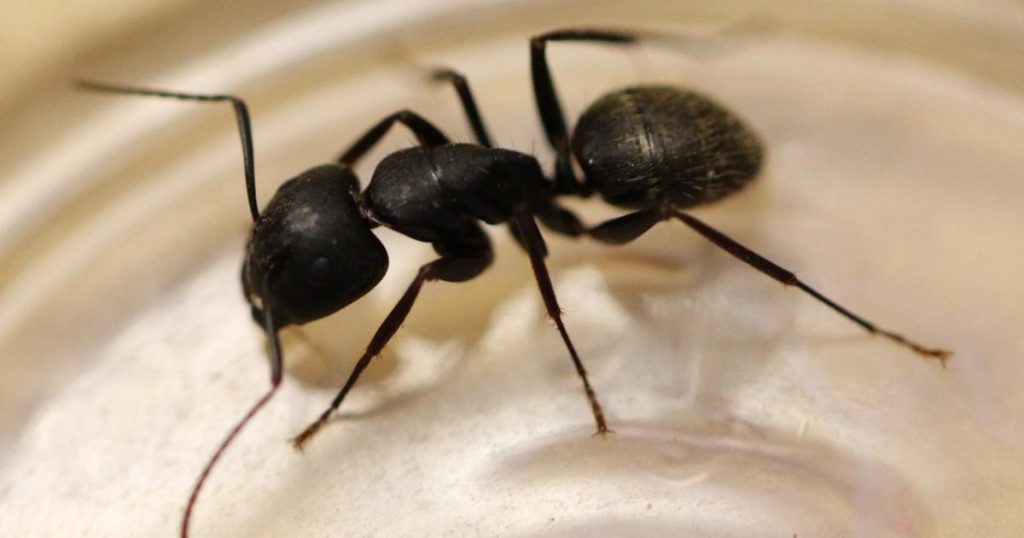 Acrobat Ants vs. Carpenter Ants - Black Carpenter Ant