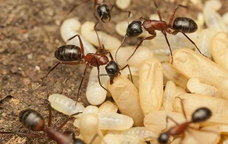 carpenter ants vs. termites - carpenter ants