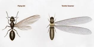 carpenter ants vs. termites: wings