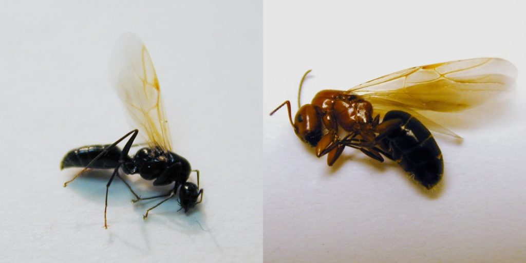 Acrobat Ants vs. Carpenter Ants - Swarming Season